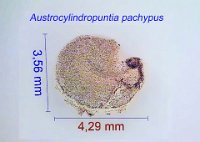 Austrocylindropuntia pachypus.jpg